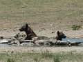 hyenes au bain 02 kg